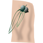 gumleaves