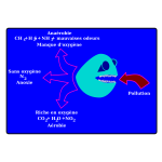 laurent d gradation bact rienne