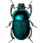 scarabe