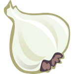 Vector image of garlic