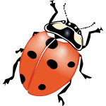 Ladybug vector drawing