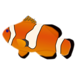 Amphiprion percula fish vector illustration