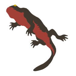 Japanese Fire-bellied Newt