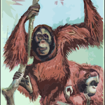 Orangutans