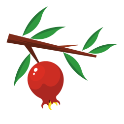 Pomegranate fruit on a branch
