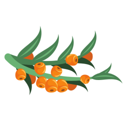 Sea buckthorn plant branch