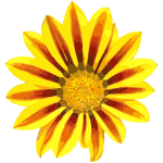 Painted sunflower