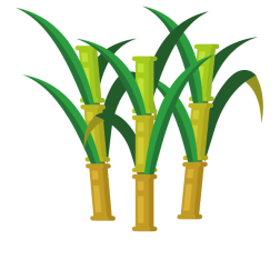 Sugar cane plant