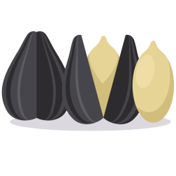 Sunflower seeds