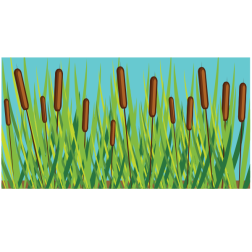 Swamp vegetation